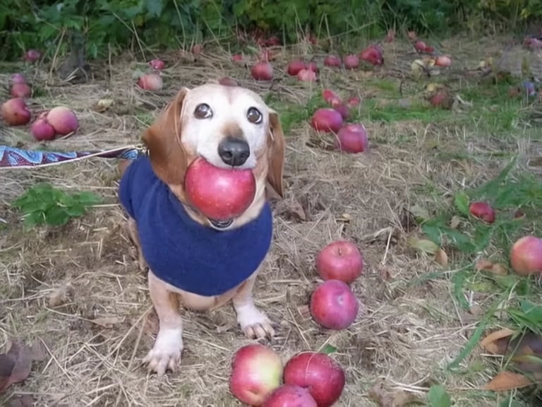 Apple Dog Image